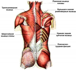 анатомия спины